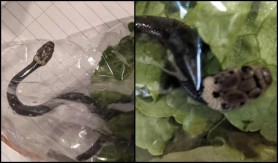 FOTO // Şarpe veninos, găsit de un cuplu într-o pungă de salată de la supermarket